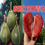 青柚网：泰国红宝石青柚苗2022种植果树苗推荐
