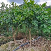 泰国红宝石青柚苗（2022种植采购）-青柚网基地