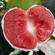 适合种植泰国红宝石青柚苗产地-青柚网推荐访问