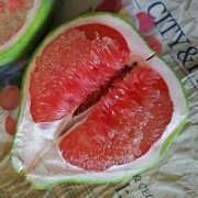 泰国红宝石青柚苗种植-青柚网技术在线