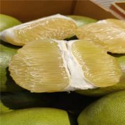 青柚网供应泰国蜂蜜香青柚苗欢迎采购