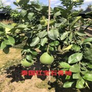 泰国红宝石青柚苗基地种植技术咨询