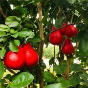 泰国暹罗红柚苗多少钱一棵-青柚网基地发货