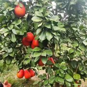 泰国暹罗红柚苗价格-青柚网基地咨询