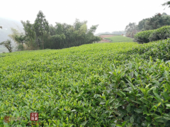 太姥馥藏白茶：打造800余亩生态茶园